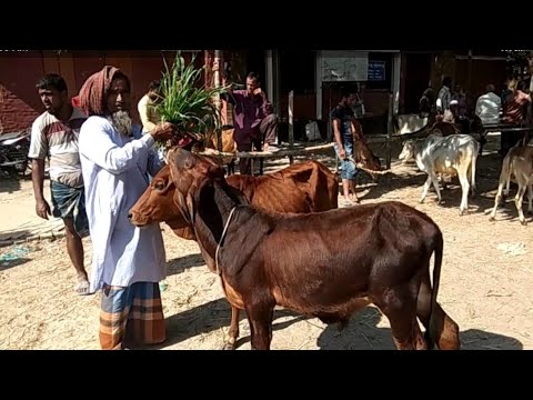 আজ ২৫ নভেম্বর || মোটাতাজাকরনের ভারতীয় শাহীওয়াল জাতের ষাঁড়ের দাম || ফাসিলা ডাঙা হাট || দিনাজপুর ||