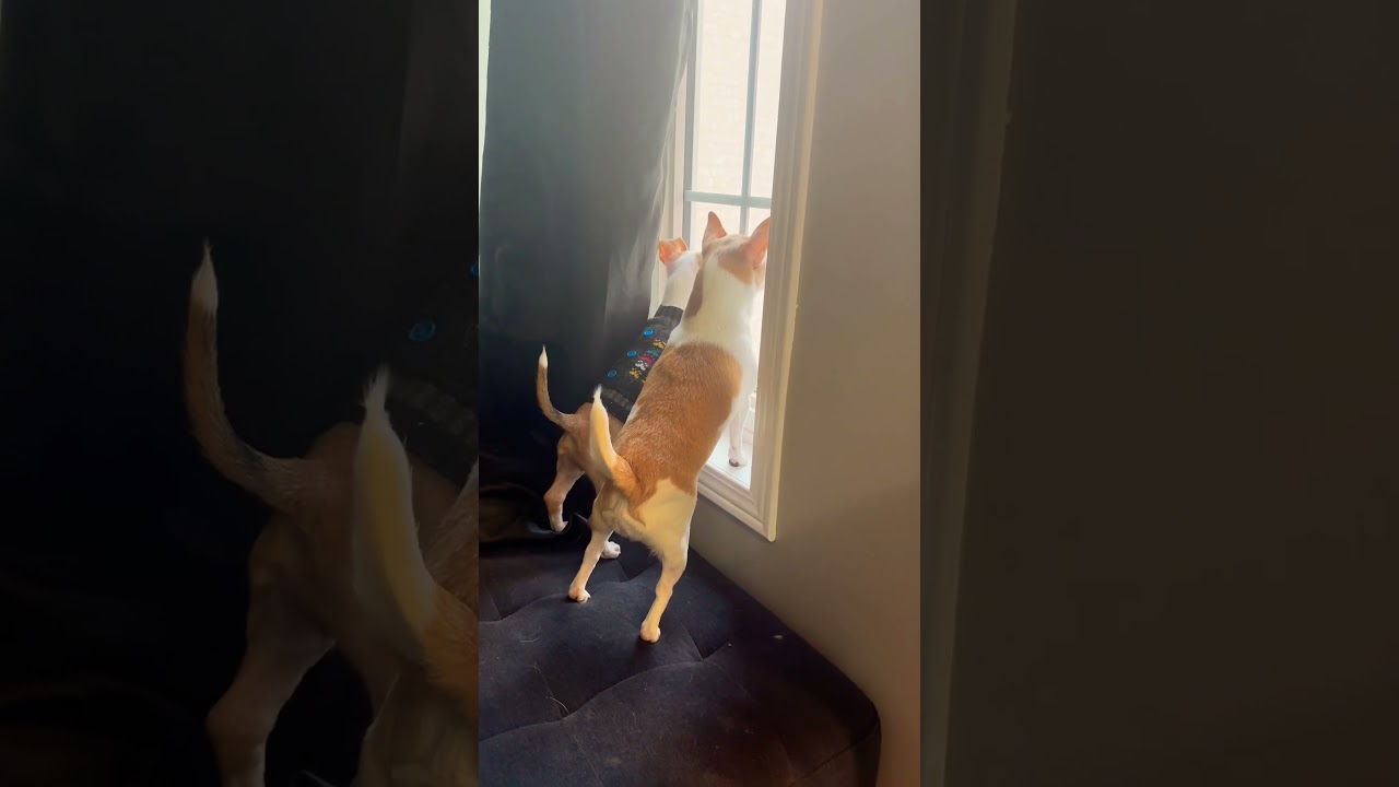 Save mommy from murder 