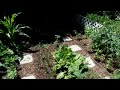 Vegetable Garden Tour