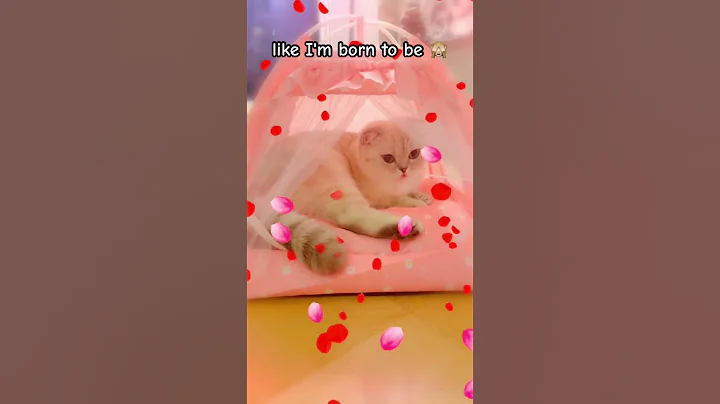 Video 11619991: scottish fold girl, scottishfold cat