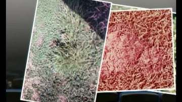 FFA Finals Classical Music Video Denoised