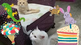 #cat browny kitty party | #youtube cat browny kitty party | #funnycats #pet #cute #cutecat #cute