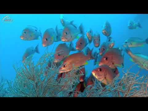 Video: Orgán V Laterálnej Línii U Rýb
