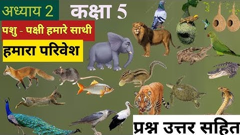 कक्षा 5 | अध्याय 2 | पशु-पक्षी हमारे साथी | हमारा पर्यावरण | EVS Chapter 2 ।। हमारा परिवेश 