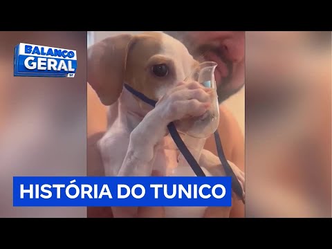 Cachorrinho é resgatado e conquista internet ao segurar inalador com as patas | Balanço Geral DF