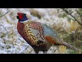 Facts About Chinese Ring Necked Pheasants