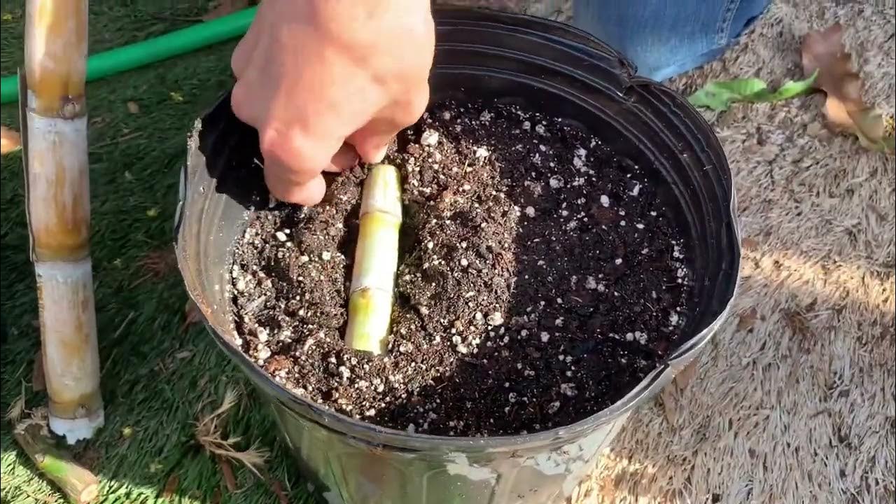 How to propagate Sugar Cane YouTube