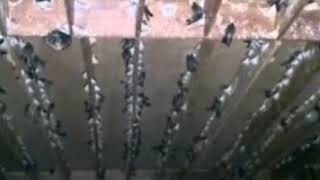 SUARA WALET ASLI EDITINGBY MEMO 5