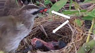 baby birds love to eat chilies