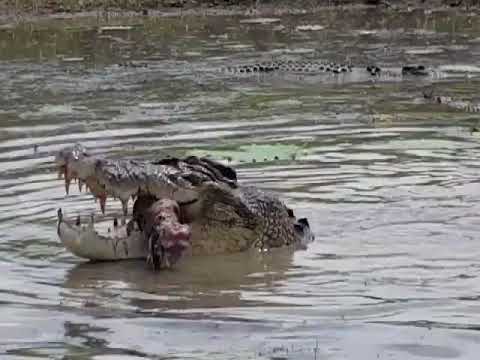 Saltwater Crocodiles Feast On A Cow In The Mary River In Northern Australia Youtube