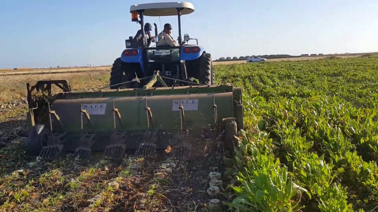 Arrachage de betterave à sucre au Maroc 