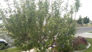 720p HD Video Recorded on the Google Nexus One