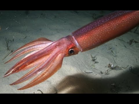 Тихоокеанский кальмар - Japanese Flying Squid (Энциклопедия животных)