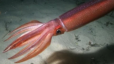 Тихоокеанский кальмар - Japanese Flying Squid (Энциклопедия животных)