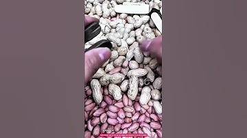 Peanut Shelling Tool for Fast and Easy Manual Shell Removal up to 120 Nuts per Minute