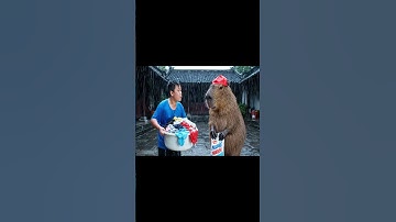 Capy cùng anh và cách giặt quần áo không mất nước #capybara #vuive #giaitri #cuocsongcuacapy