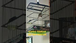 Download Lagu BURUNG KAPAS TEMBAK BETINA GACOR NGECOR MP3