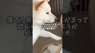 寝てるお兄ちゃんにかまって欲しくて…どうしようか必死に考えた結果…🤔💭　#shorts #柴犬 #犬 #dog
