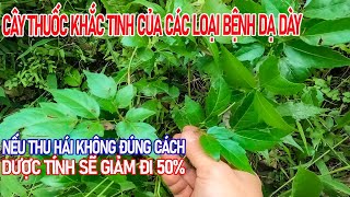 Trào ngược dạ dày, ở chua, viêm loét dạ dày, nhiễm khuẩn HP lấy ngay cây này về dùng sẽ khỏi ngay