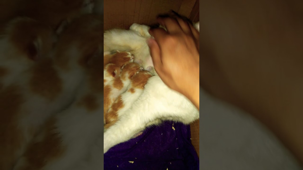 Baru Memandikan Lahir Kucing Cara