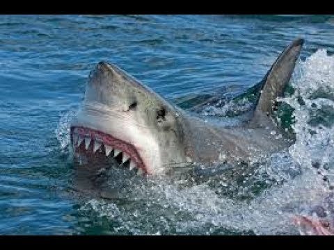 La vie des requins documentaire HD complet en français || YouTube HD documentary Channel