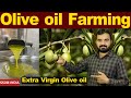 Olive oil farming      olive oil ki kheti  jaitun farming  jaitun oil kheti olive