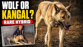 What Happens When a Kangal Mates With a Wolf? | Kangal Wolf Hybrid