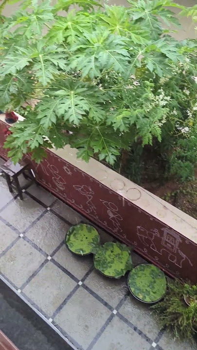 My garden when raining #rain #garden #gardening #rainyday #viral #peace #beautiful #home  #shorts