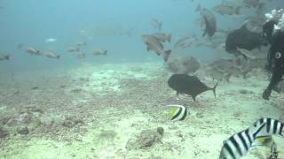 Shark Dive in Fiji screenshot 5