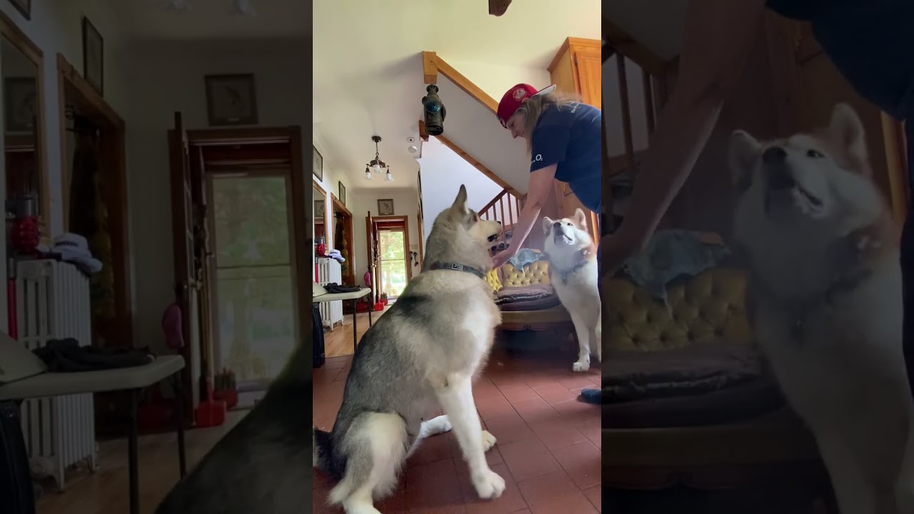 How to trick Alaskan Malamutes 