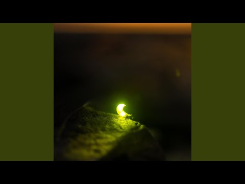 Watch Wandering Light on YouTube