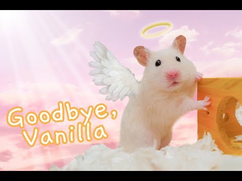 Goodbye, Vanilla 💔