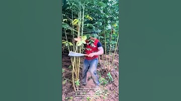 Harvesting cassava: a farmer