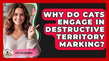 Why Do Cats Engage In Destructive Territory Marking? - Happy Cat Handbook