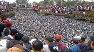 Nước lũ máu tại Indonesia! Hàng nghìn chú cá hồi đang bơi kín sông tại Alaska không ai ra bắt! screenshot 4