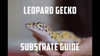 Leopard Gecko Substrate Guide! Complete Guide To Leopard Gecko Substrates