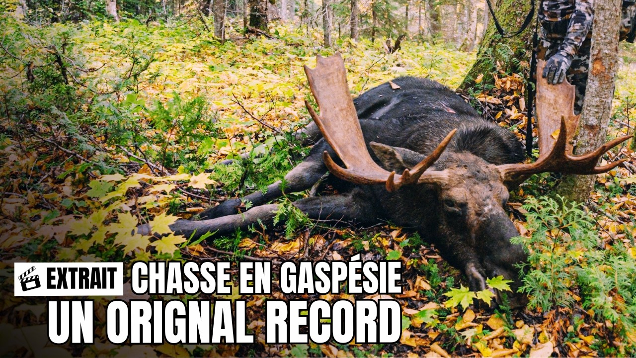 Le plus gros orignal d'Elie | Extrait - Chasse à l'orignal en Gaspésie