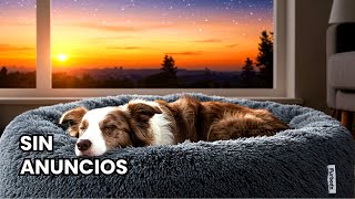 12 Horas De Música Para Dormir Perros Profundamente Sueño Reparador