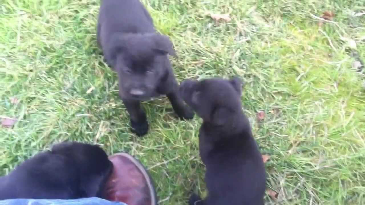 german shepherd puppies mixed with lab