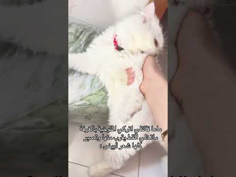 شوفو افعالو العاق  اكسبلور