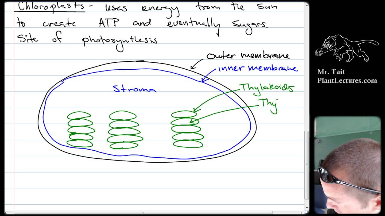 AP Biology - The Cell - Lesson 3: Mitochondria and Chloroplasts - YouTube