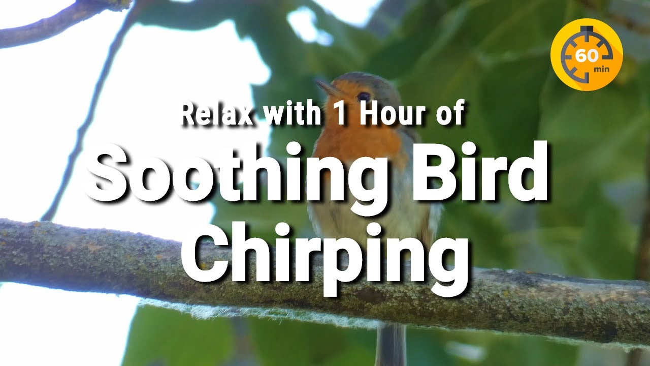 1 Hour of Soothing Bird Chirping Sounds | Calming Nature Ambience for ...