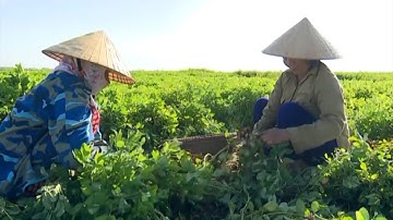 Thu nhập cao từ trồng lạc vụ đông ở Nghệ An