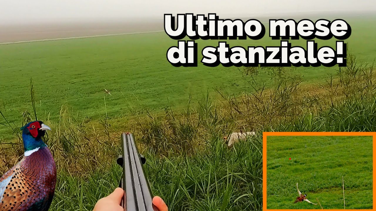 Caccia con il cane da ferma 2024/2025 - Ultimo mese, cominciano le difficoltà!