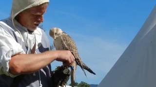 中世の猛禽ショーのオオタカとセーカーハヤブサ 2015 0826 中世の猛禽ショーのオオタカとセーカーハヤブサ 2015 0826