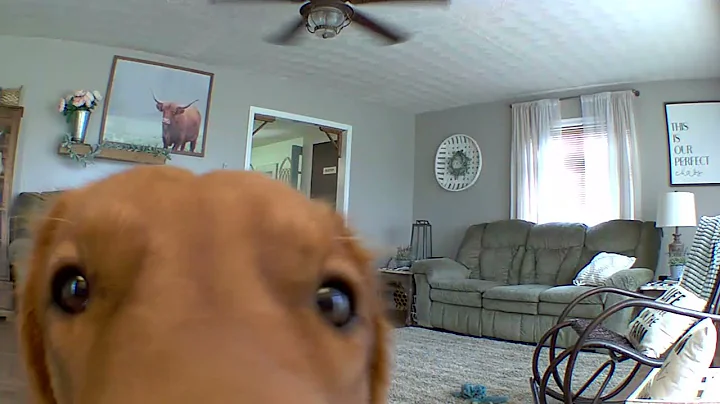 Golden Retriever discovers his puppy cam... - DayDayNews