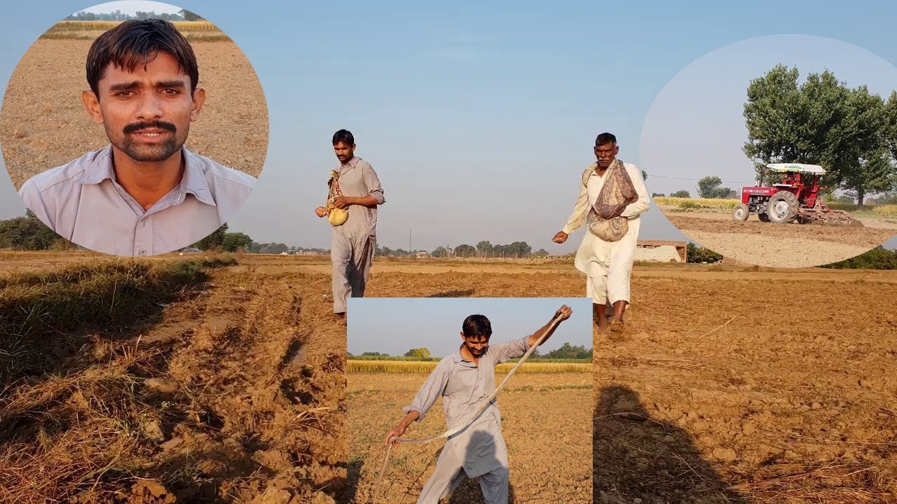 Gandum ki kasht kaise ki jati hai vlog گندم کی کاشت کیسے کی جاتی ہے