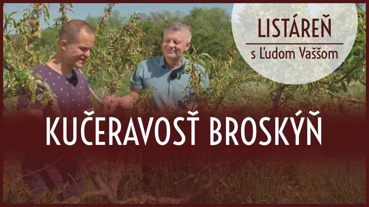 Listáreň s Ľudom Vaššom - kučeravosť broskýň