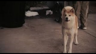 Хатико-Самый Верный Друг! Хатико-Самый Верный Друг!