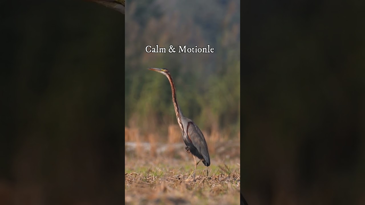 PURPLE HERON 